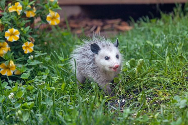 Opossum Management - Opossum Management St Louis, Missouri