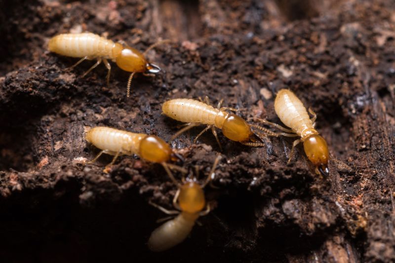 Commercial Termite Treatment in Katy, TX
