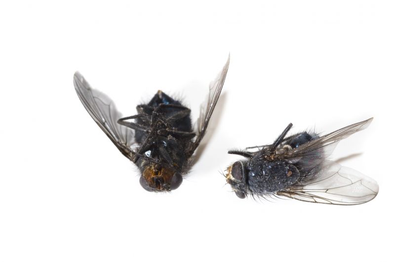 Fly And Mosquito Control Strategies