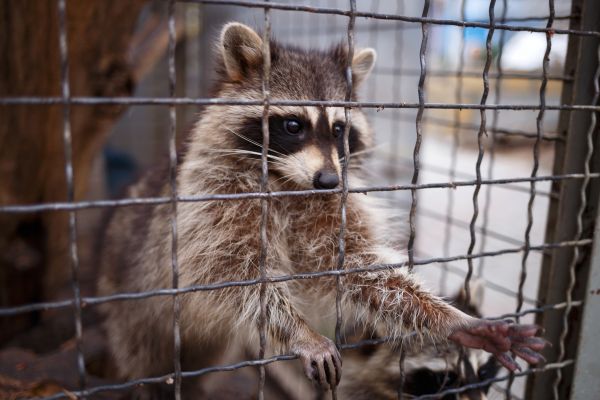 Animal Removal