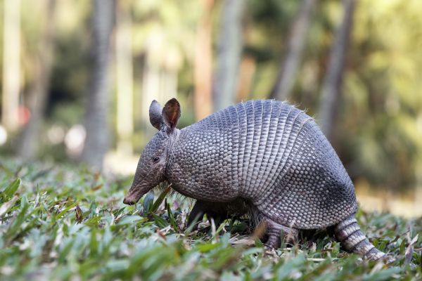 Armadillo Control Service
