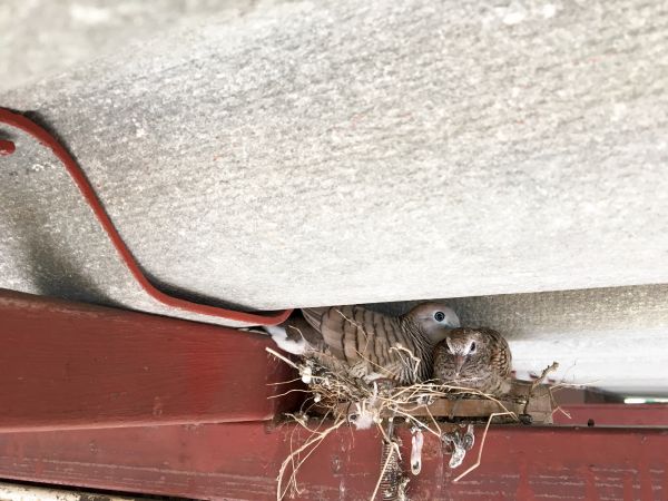 Attic Birds Removal