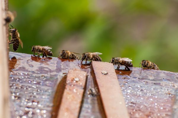 Bee Pest Control Service - Bee Pest Control Service Visalia, California