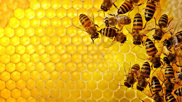 Bee Removal