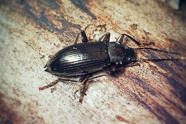 Beetle Extermination Service - Beetle Extermination Service Marysville, Ohio