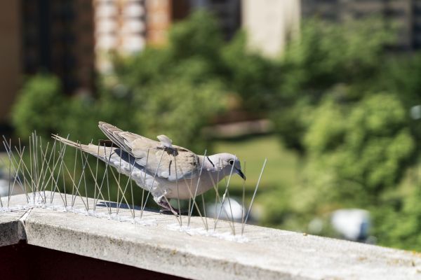 Bird Control Service