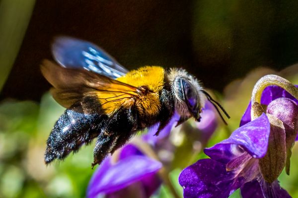 Carpenter Bee Extermination