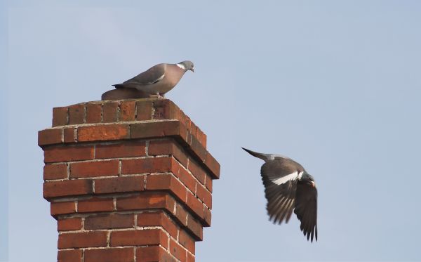 Bird Removal Service