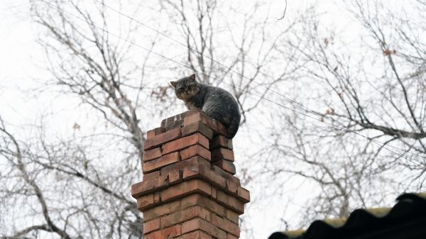 Chimney Critter Removal