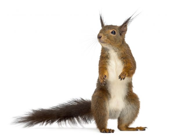 Chimney Squirrel Removal