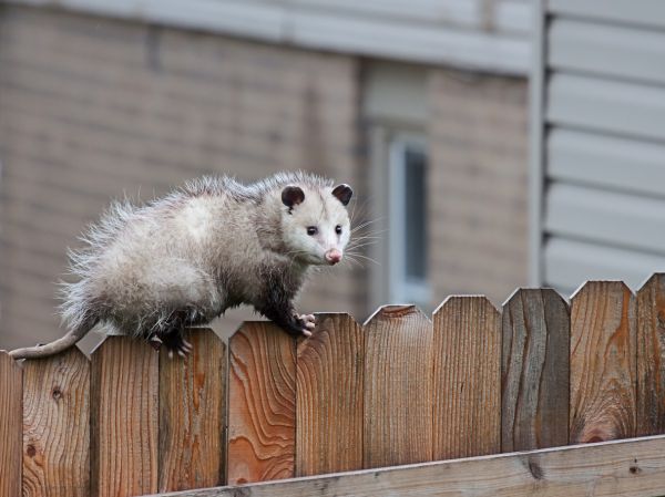 Attic Critter Control