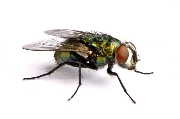 Fly Control Service