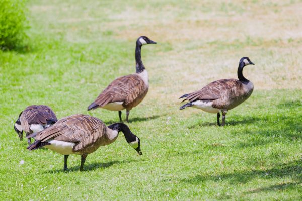 Geese Removal - Geese Removal Westchester County, New York