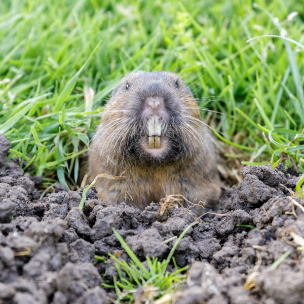 Gopher Control Service
