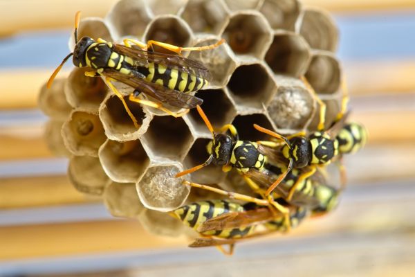 Bee Control