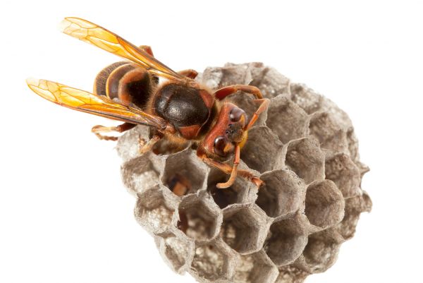 Hornet Control Service