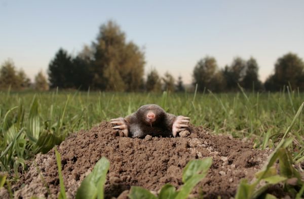 Mole Trapping