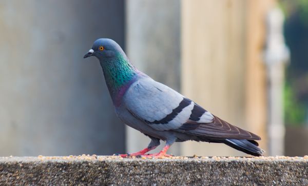 Pigeon Control Service