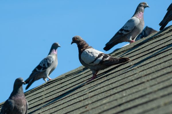 Pigeon Elimination