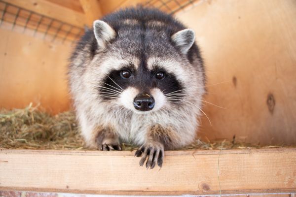 Nuisance Wildlife Control