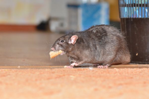 Rat And Mouse Control