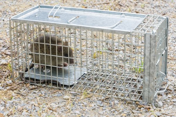 Rat Control Service - Rat Control Service Maryville, Tennessee