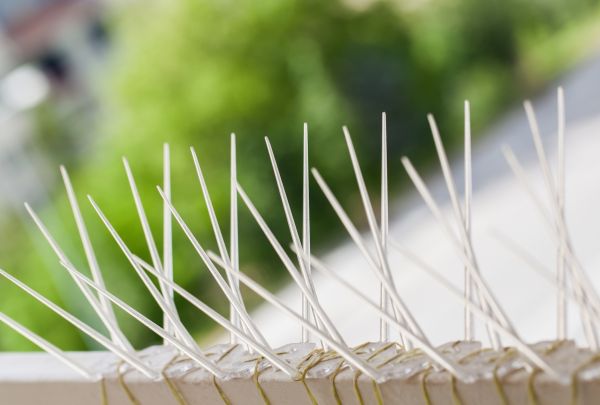 Bird Control Netting Service