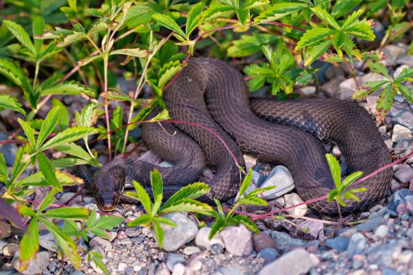 Snake Removal