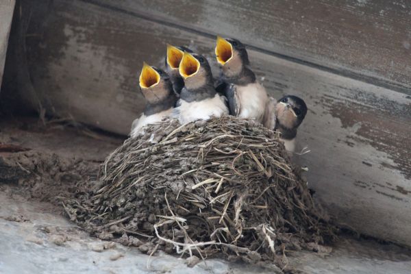 Bird Nest Control