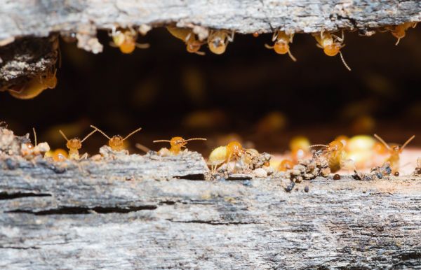 Termite Control