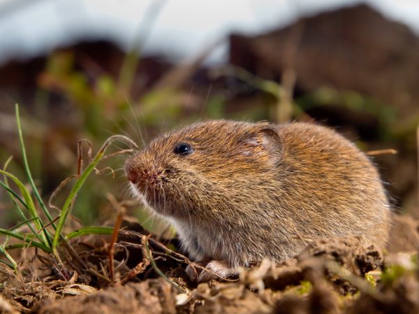 Vole Pest Management
