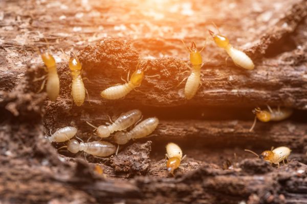 Anti Termite Treatment