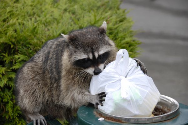Wildlife Removal