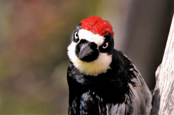 Woodpecker Abatement