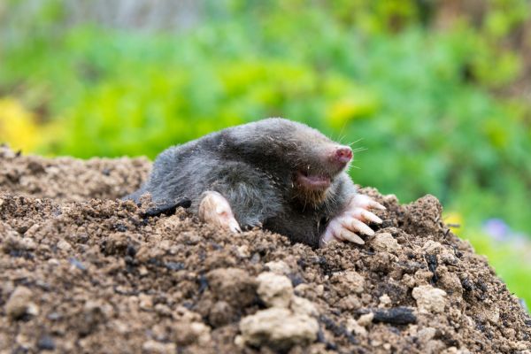 Mole Pest Control