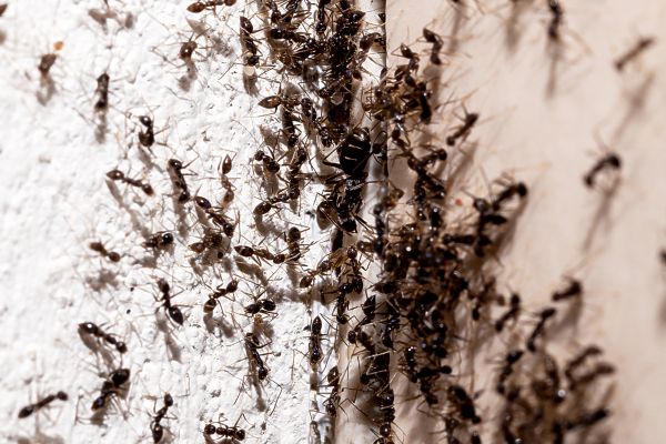 Pest Eradication