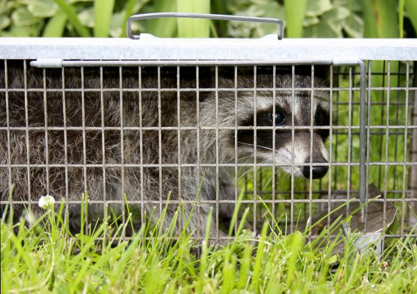 Critter Removal