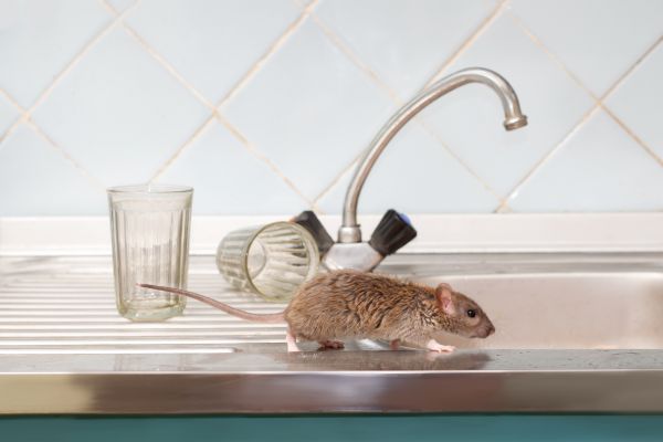 Rodent Extermination