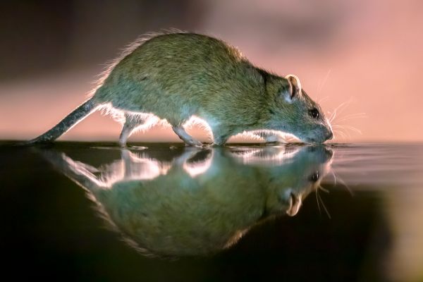 Critter Control
