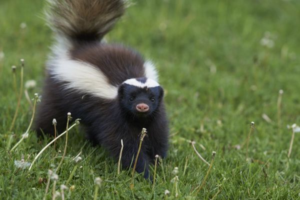 Nuisance Wildlife Removal