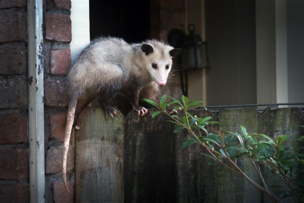 Opossum Control