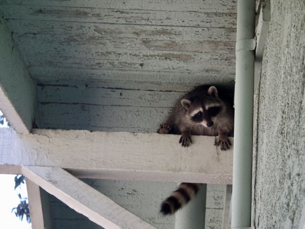Raccoon Control
