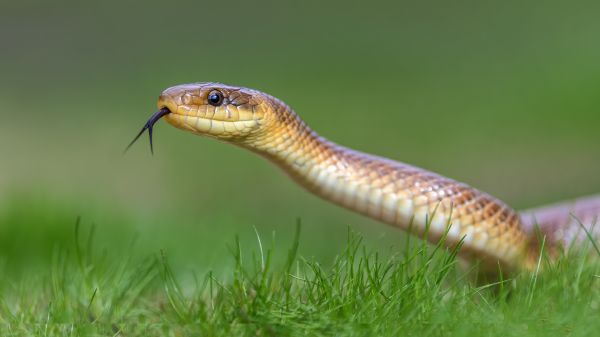 Snake Control