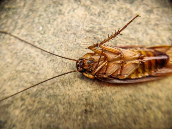 Pest Elimination