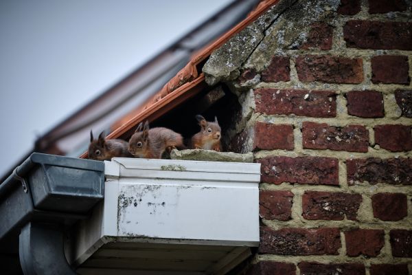 Nuisance Wildlife Control - Nuisance Wildlife Control Waco, Texas