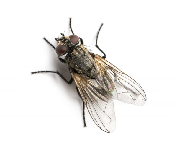Fly Control