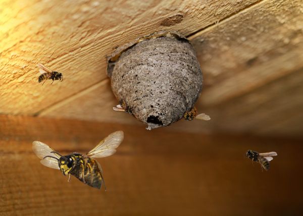 Hornet Control