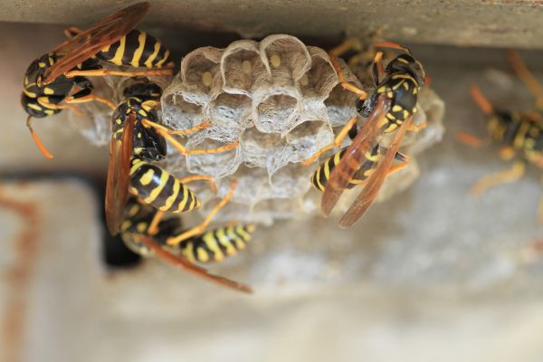 Wasp Control - Wasp Control Brighton, Michigan