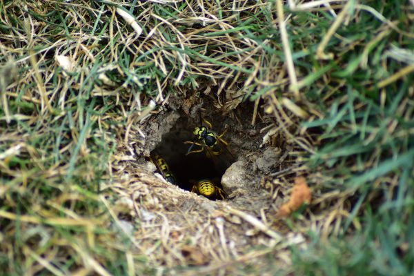 Yellow Jacket Control