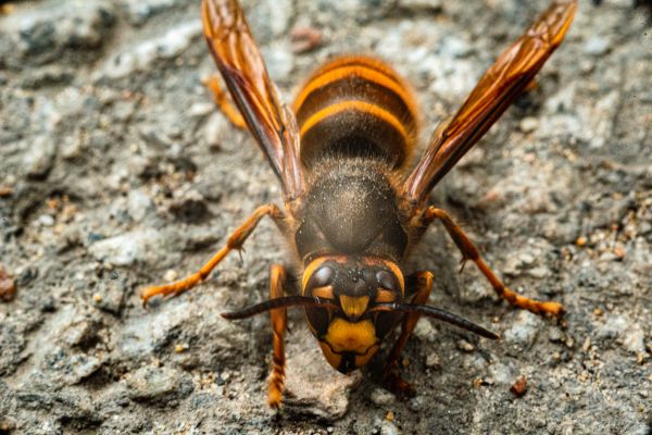 Hornet Extermination